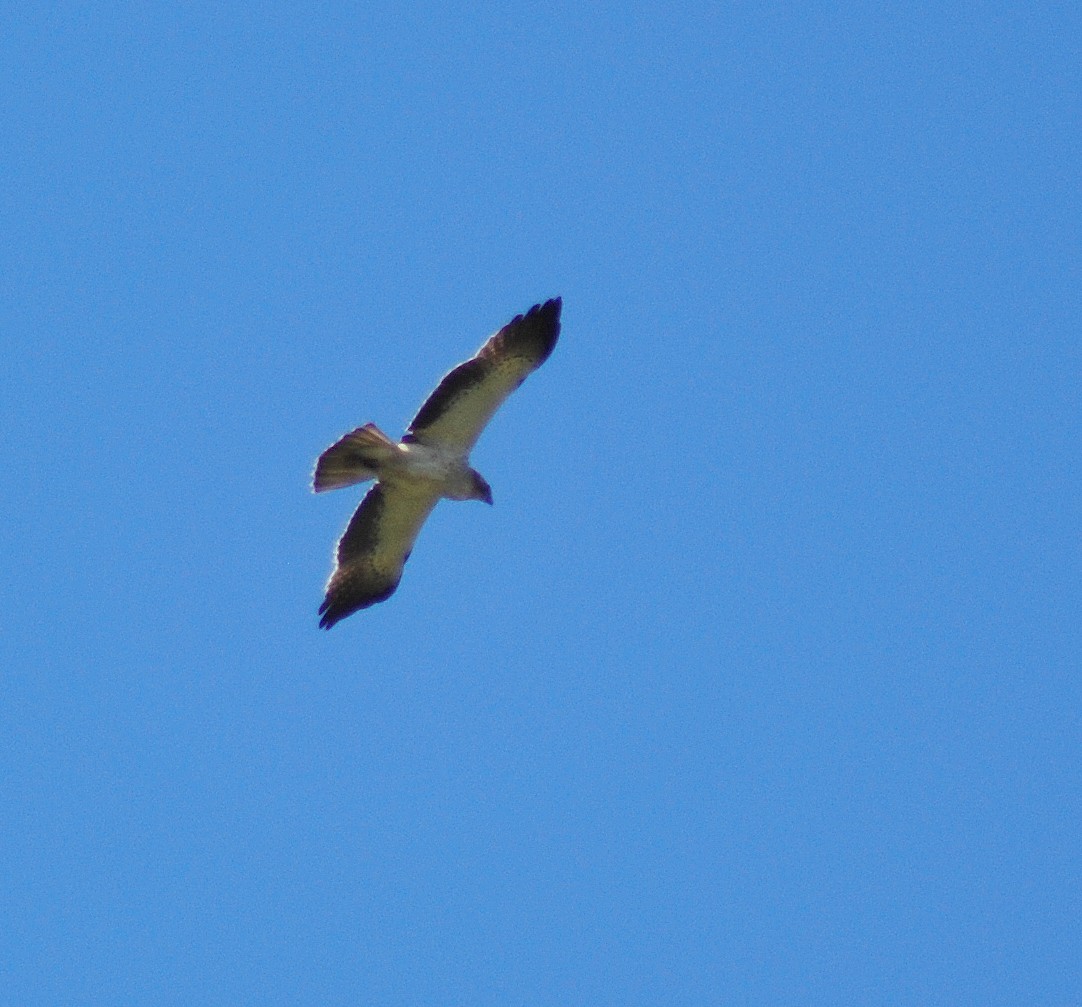 aigle botté2