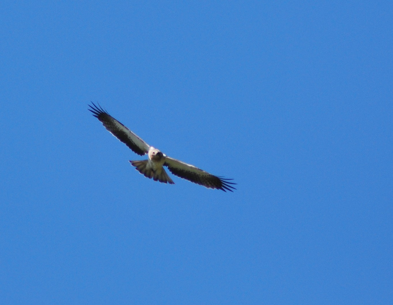 aigle botté4