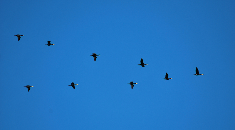 c.corax-3