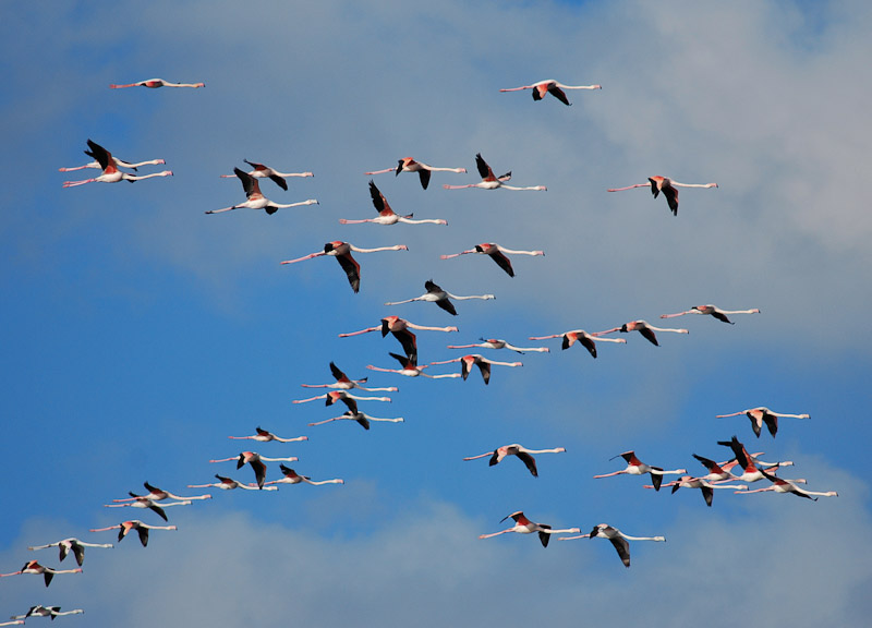 flamants1 19.10.10-3