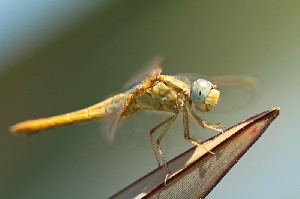 mini IMG 3559-2