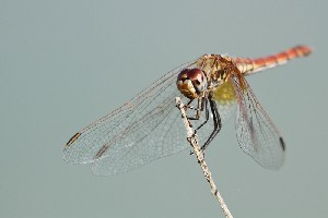 mini IMG 5828-2