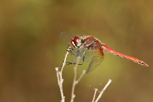 mini IMG 6489-2