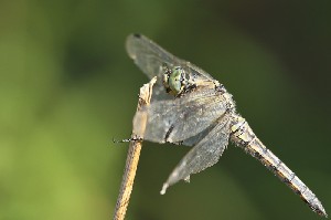 mini IMG 6533-2
