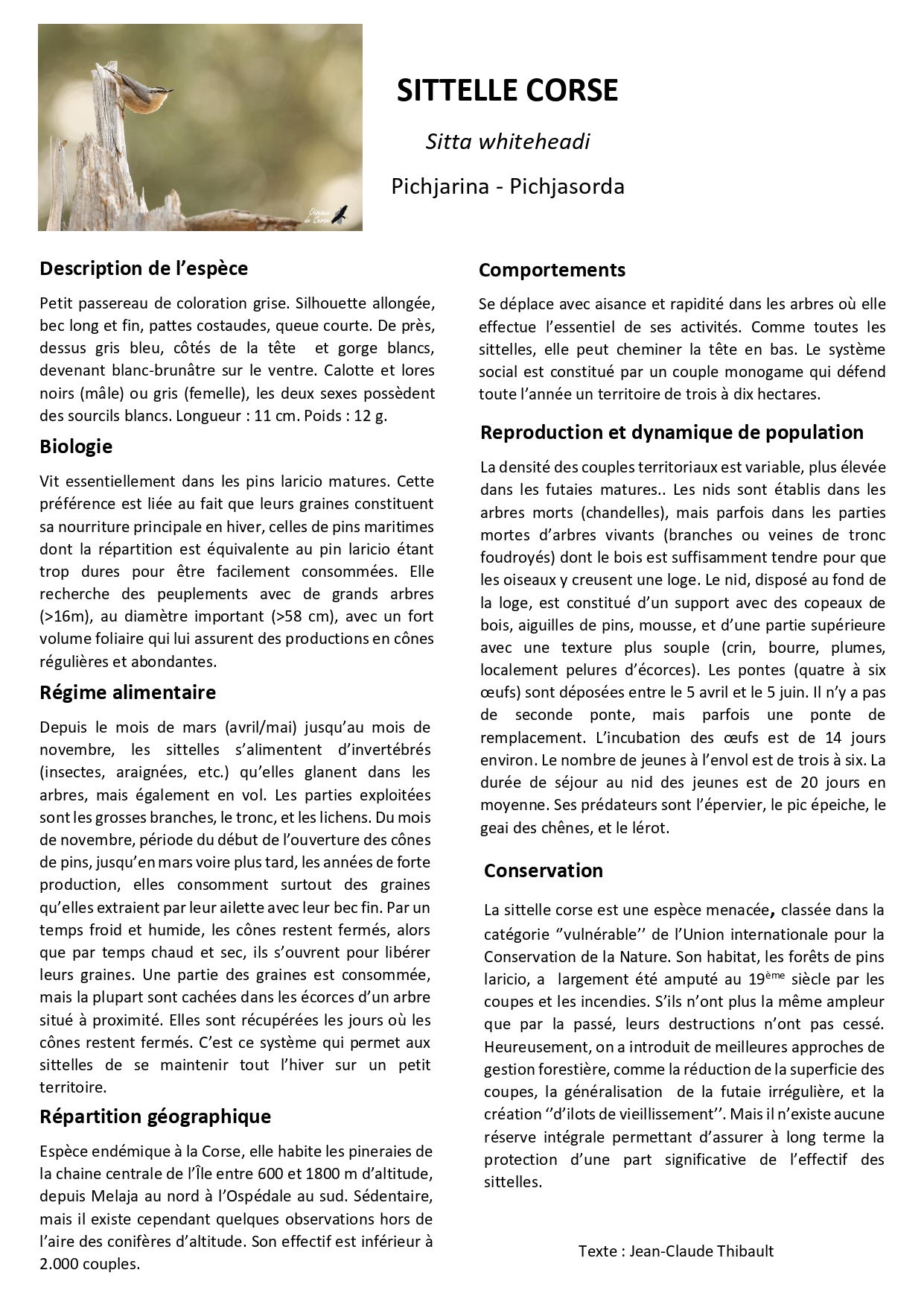 K5 - fiche espèce sittelle corse