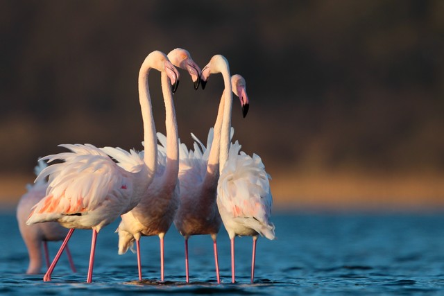 Flamant rose