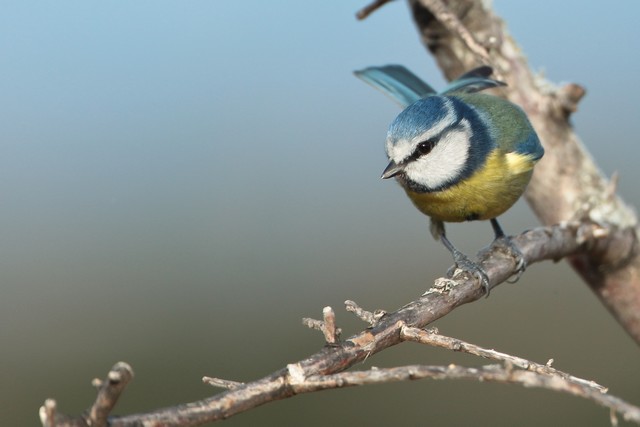 Mésange bleue