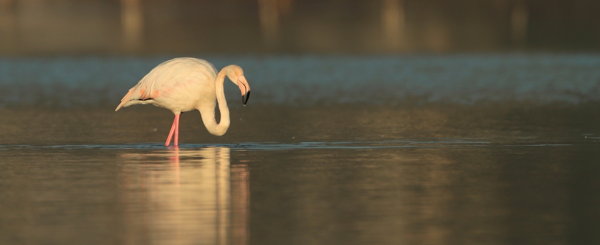 Flamant rose