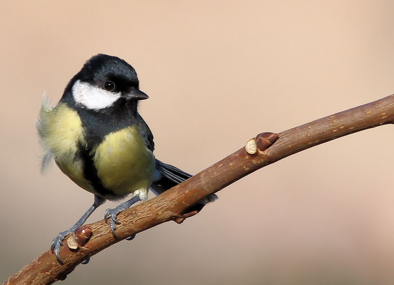 Mésange charbonnière