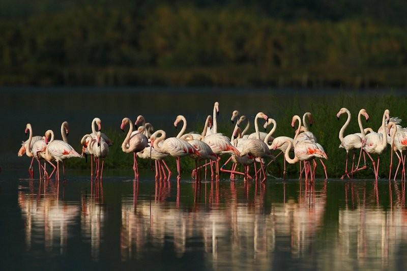 Flamants roses