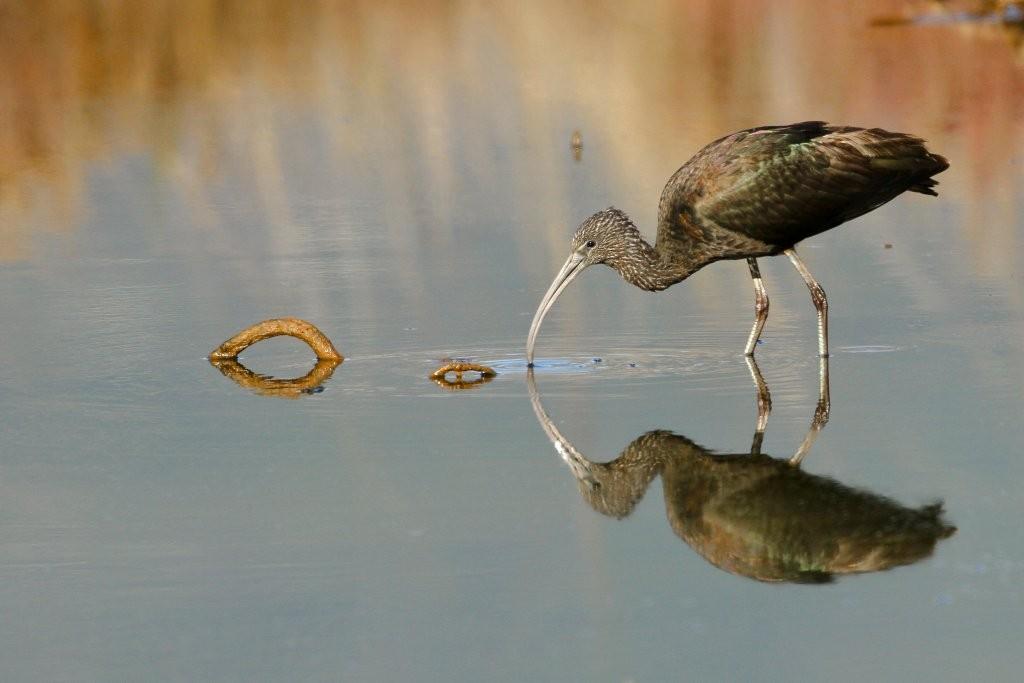 Ibis falcinelle